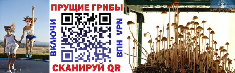 Псилоцибиновые грибы Psilocybine cubensis  ссылка на мегу онион  Елизово 